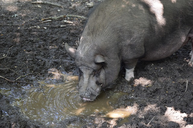 公共参与机 公共参与机